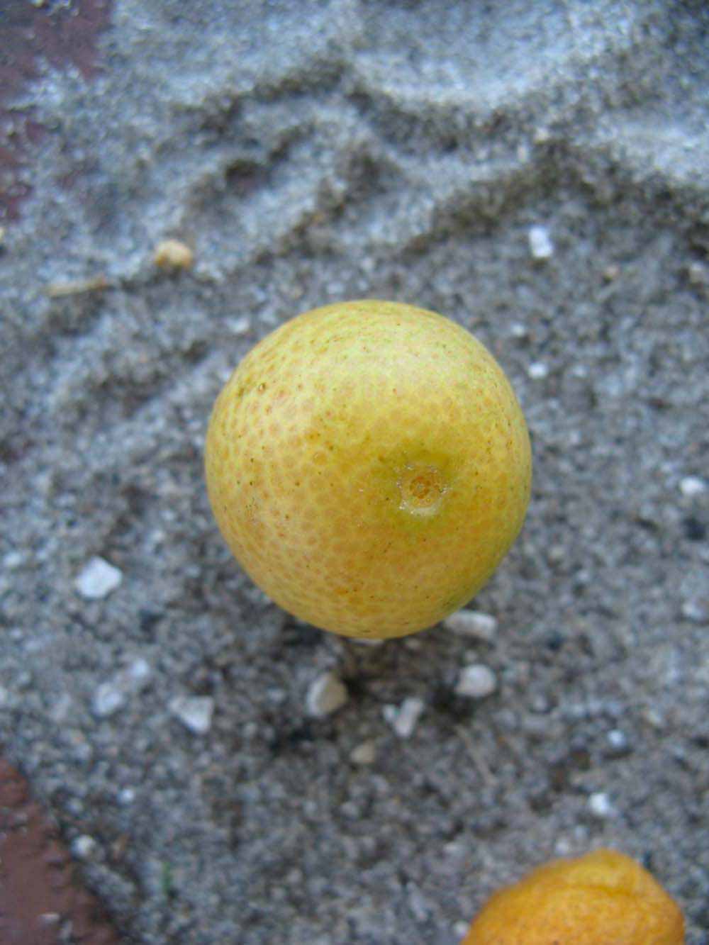              Fruit (Winter Haven, FL)       